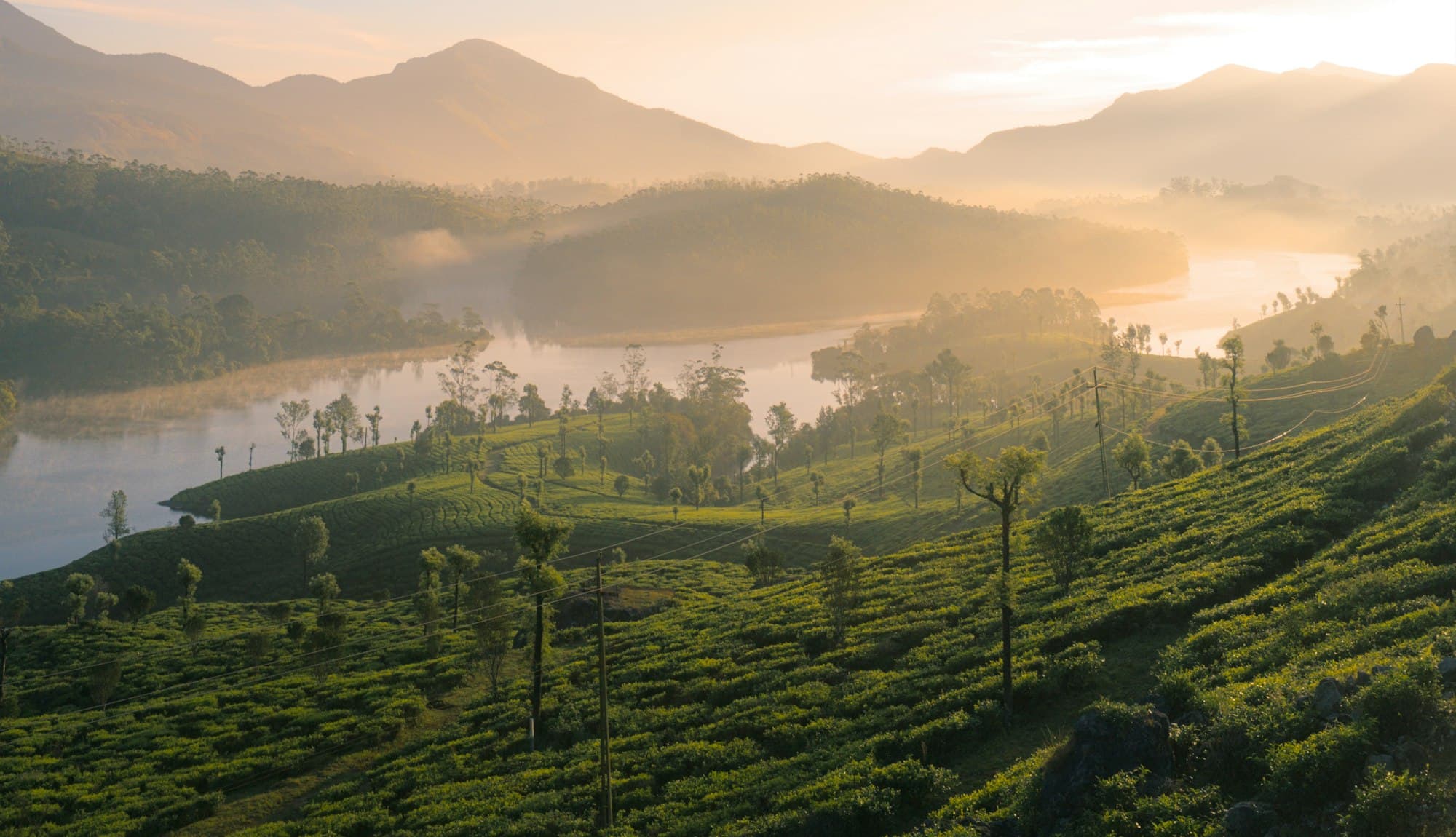 Mist over tea-covered hills at sunrise in the Western Ghats